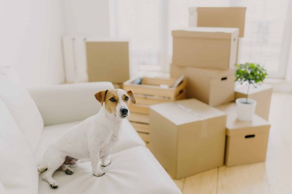 Quels conseils pour choisir des chaussures à talons confortables pour un congrès?